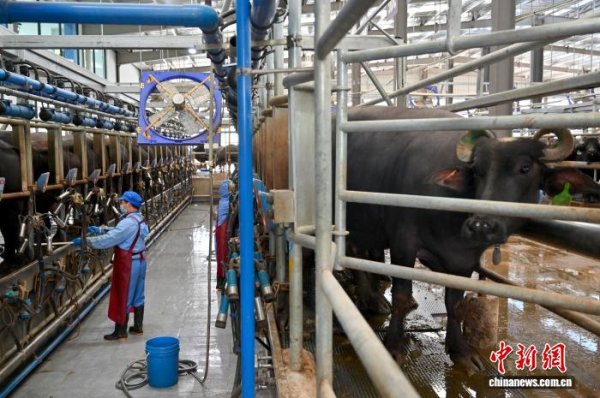 锦鲤配资 广西龙州奶水牛产业托起农户致富梦